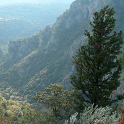 Cypress, Italian